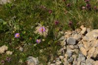 2015-07-04_2Sonnjoch (349).JPG